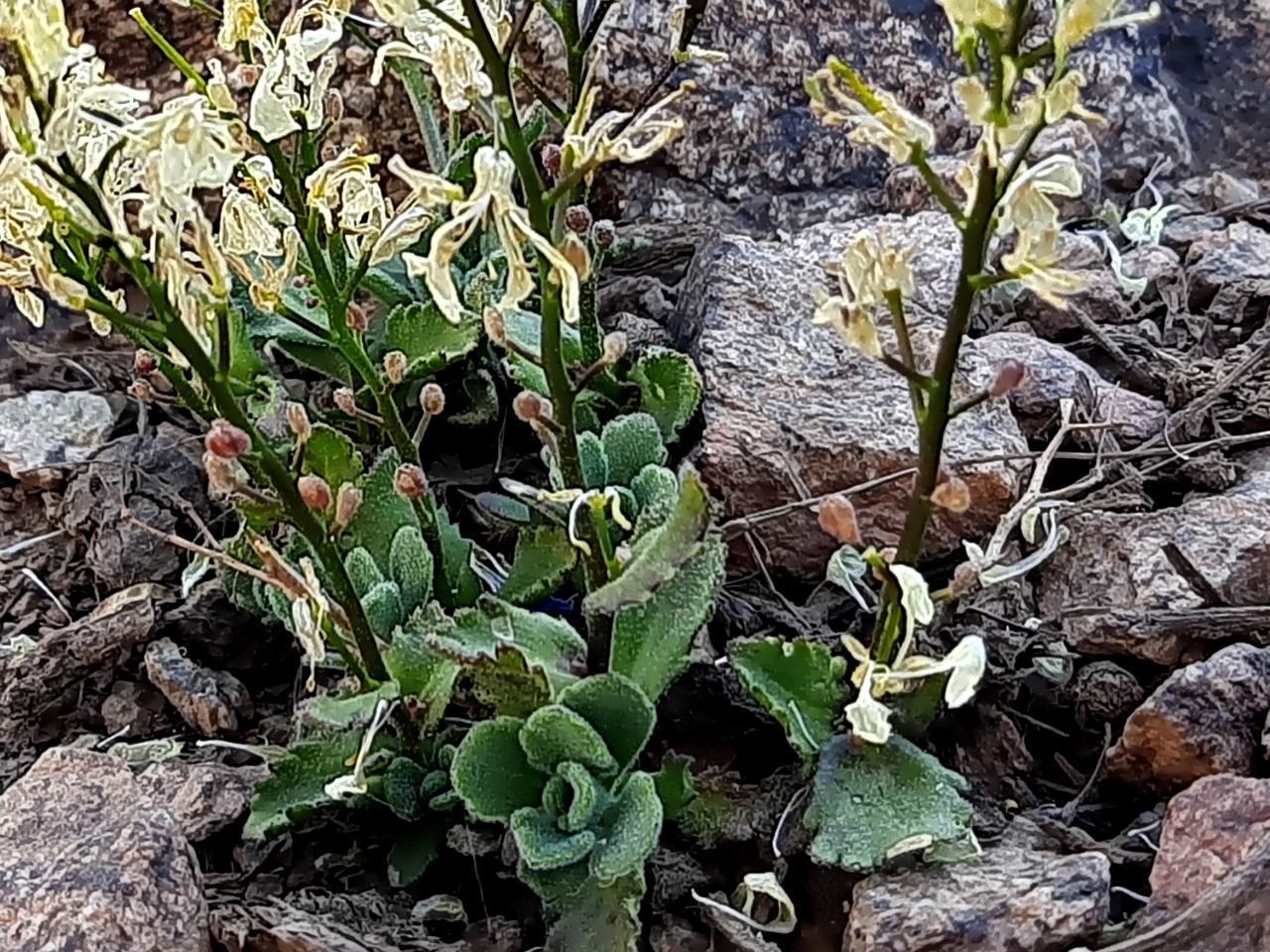 Arabis alpina