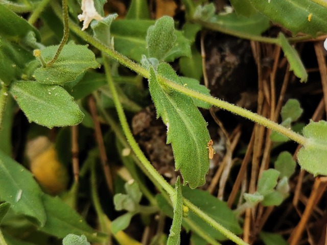 Arabis alpina