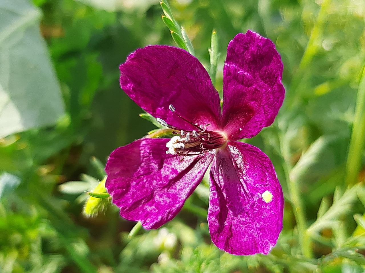 Roemeria hybrida