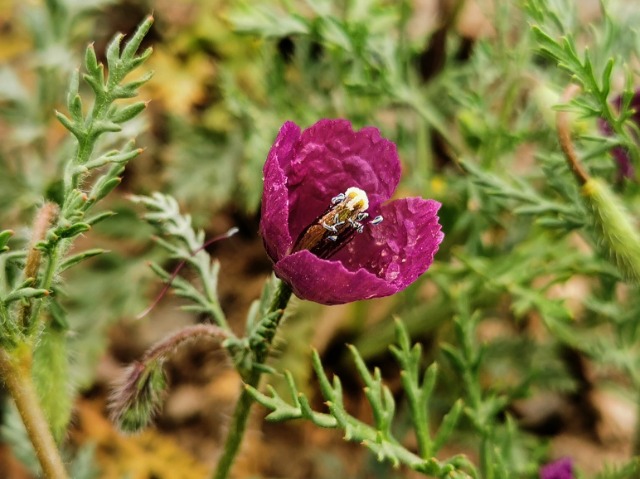 Roemeria hybrida