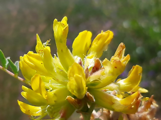 Astragalus macrocephalus