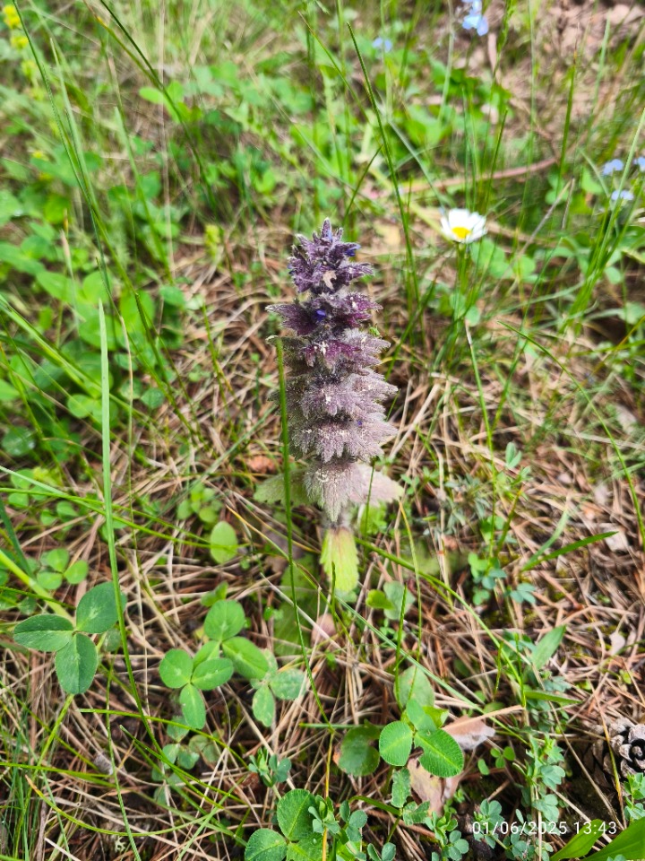 Ajuga orientalis
