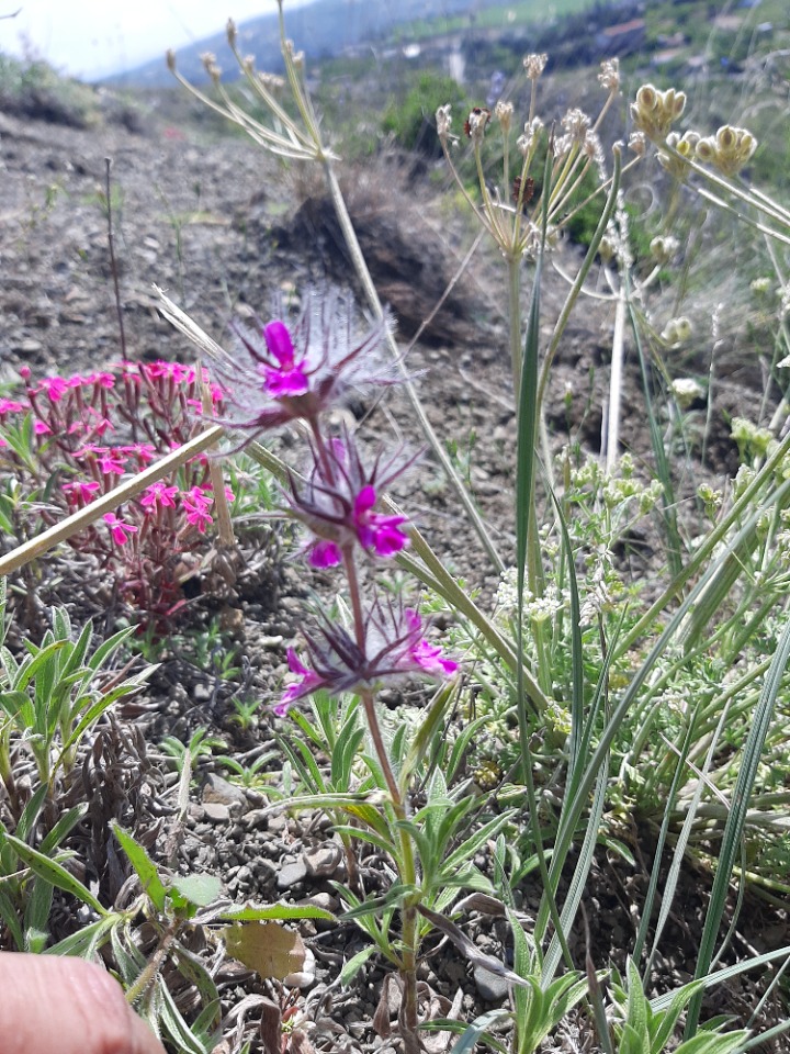 Stachys lavandulifolia