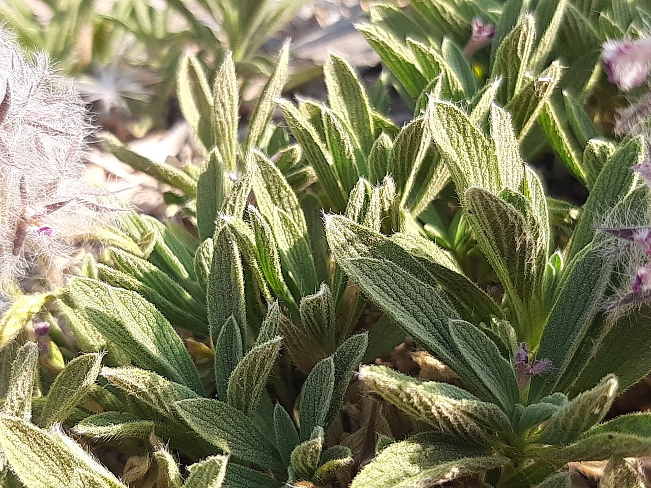 Stachys lavandulifolia