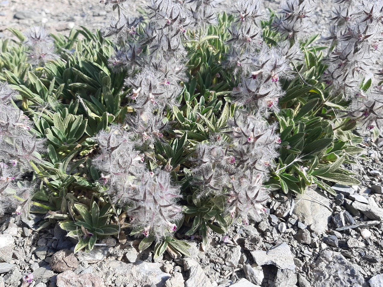 Stachys lavandulifolia