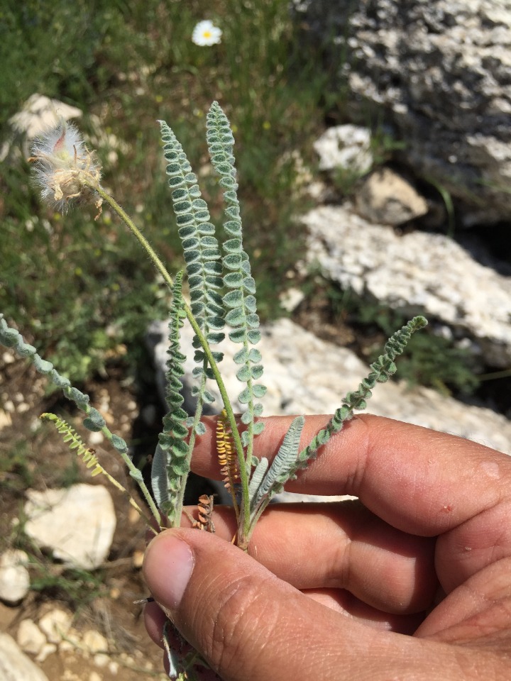 Astragalus densifolius