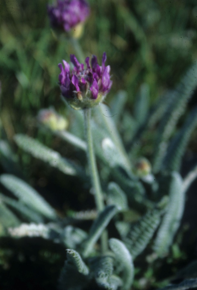 Astragalus densifolius