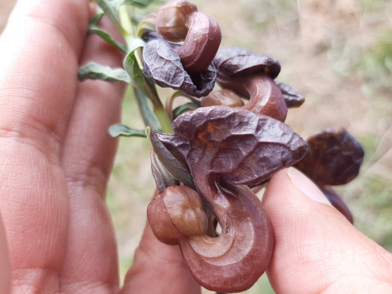 Aristolochia maurorum