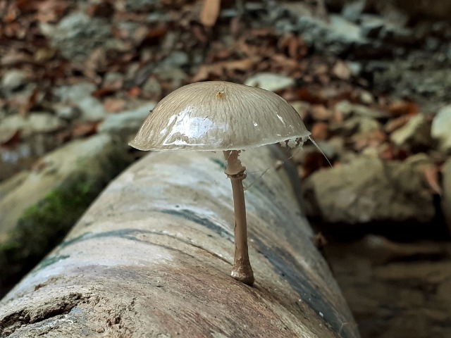 Oudemansiella mucida