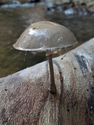 Oudemansiella mucida