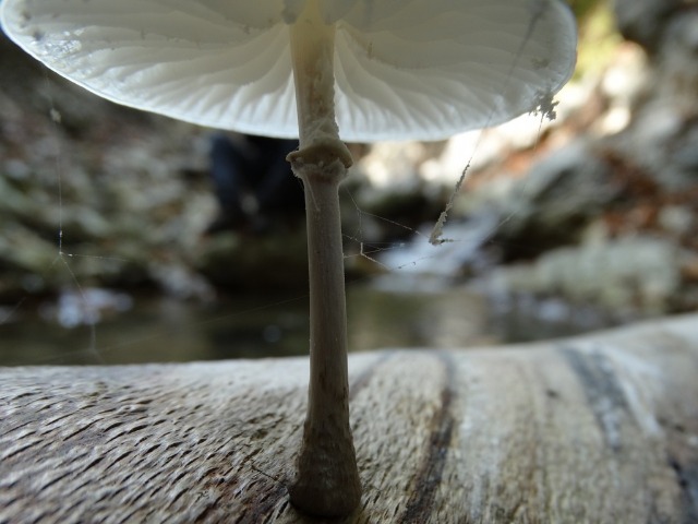 Oudemansiella mucida