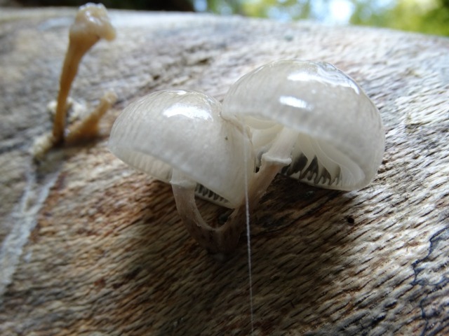 Oudemansiella mucida
