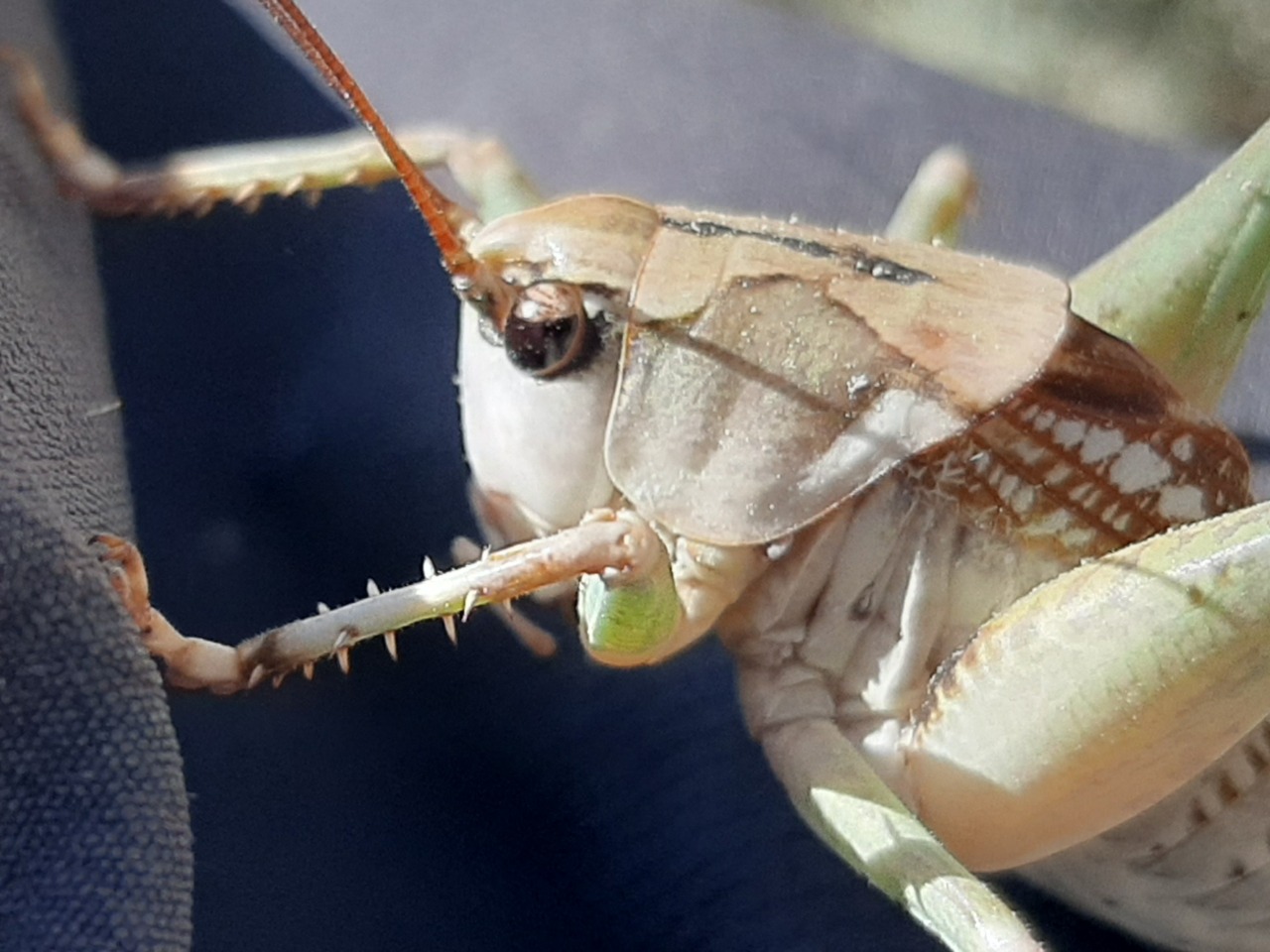 Decticus verrucivorus
