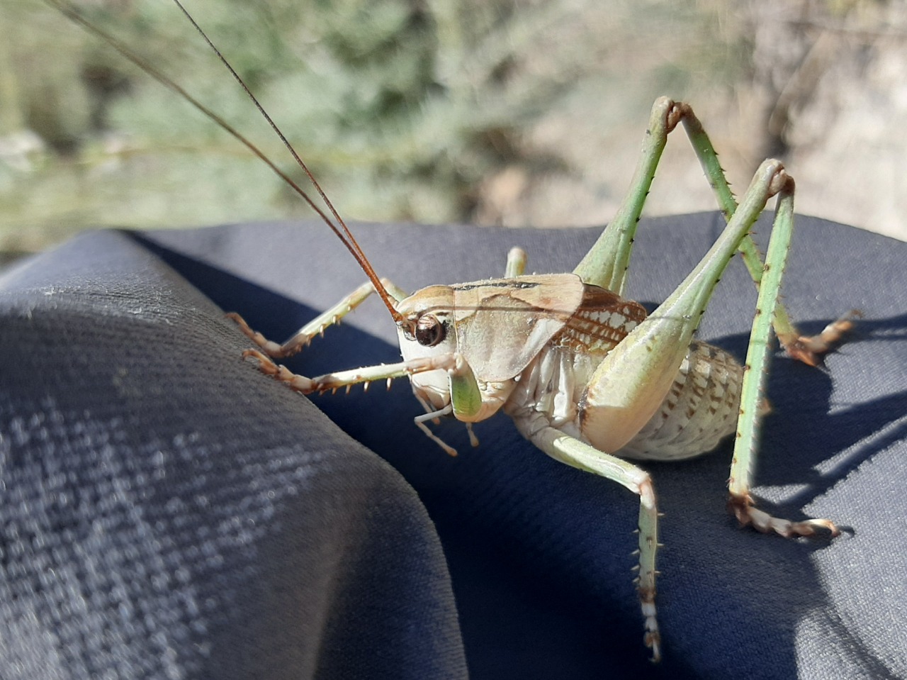 Decticus verrucivorus