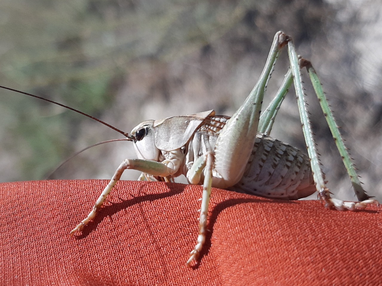 Decticus verrucivorus