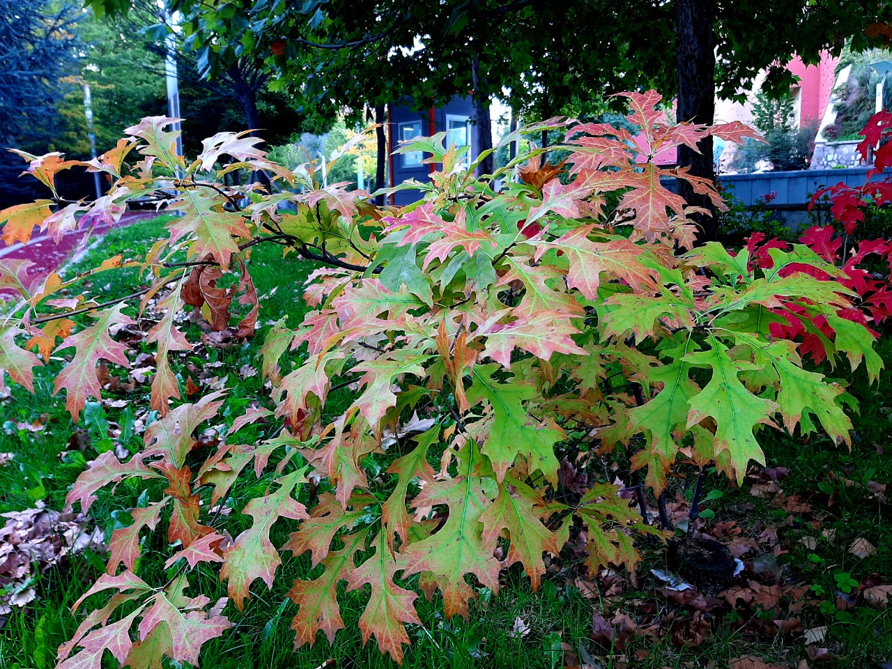 Quercus rubra