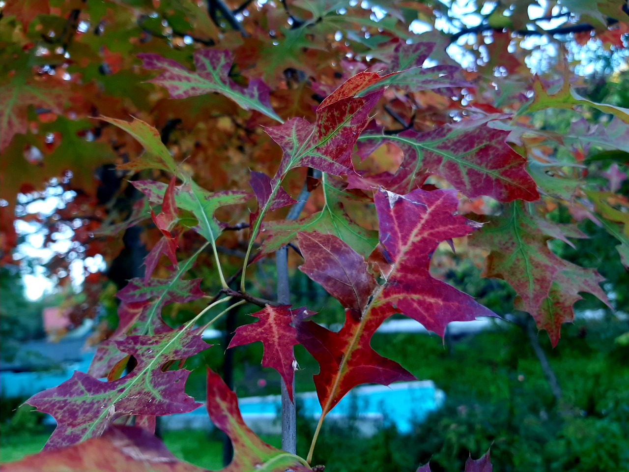 Quercus rubra