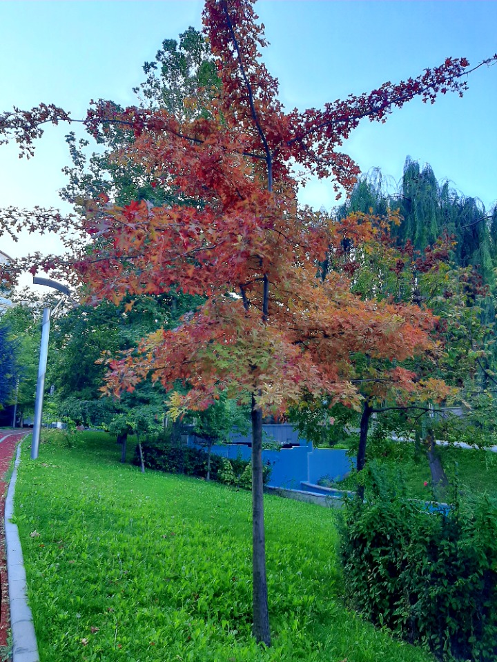 Quercus rubra