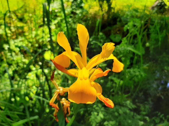 Iris xanthospuria