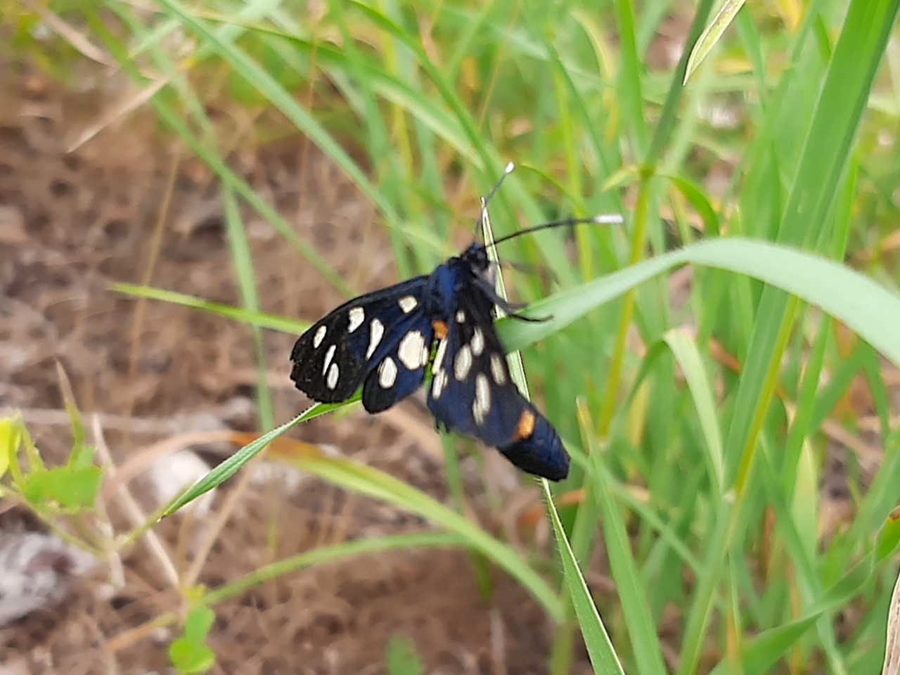 Amata phegea