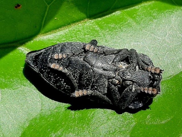 Capnodis tenebrionis