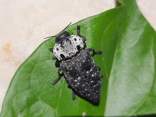 Capnodis tenebrionis