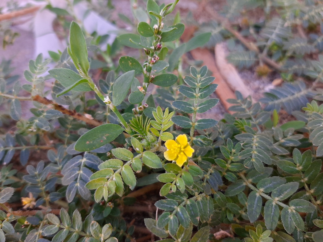Tribulus terrestris
