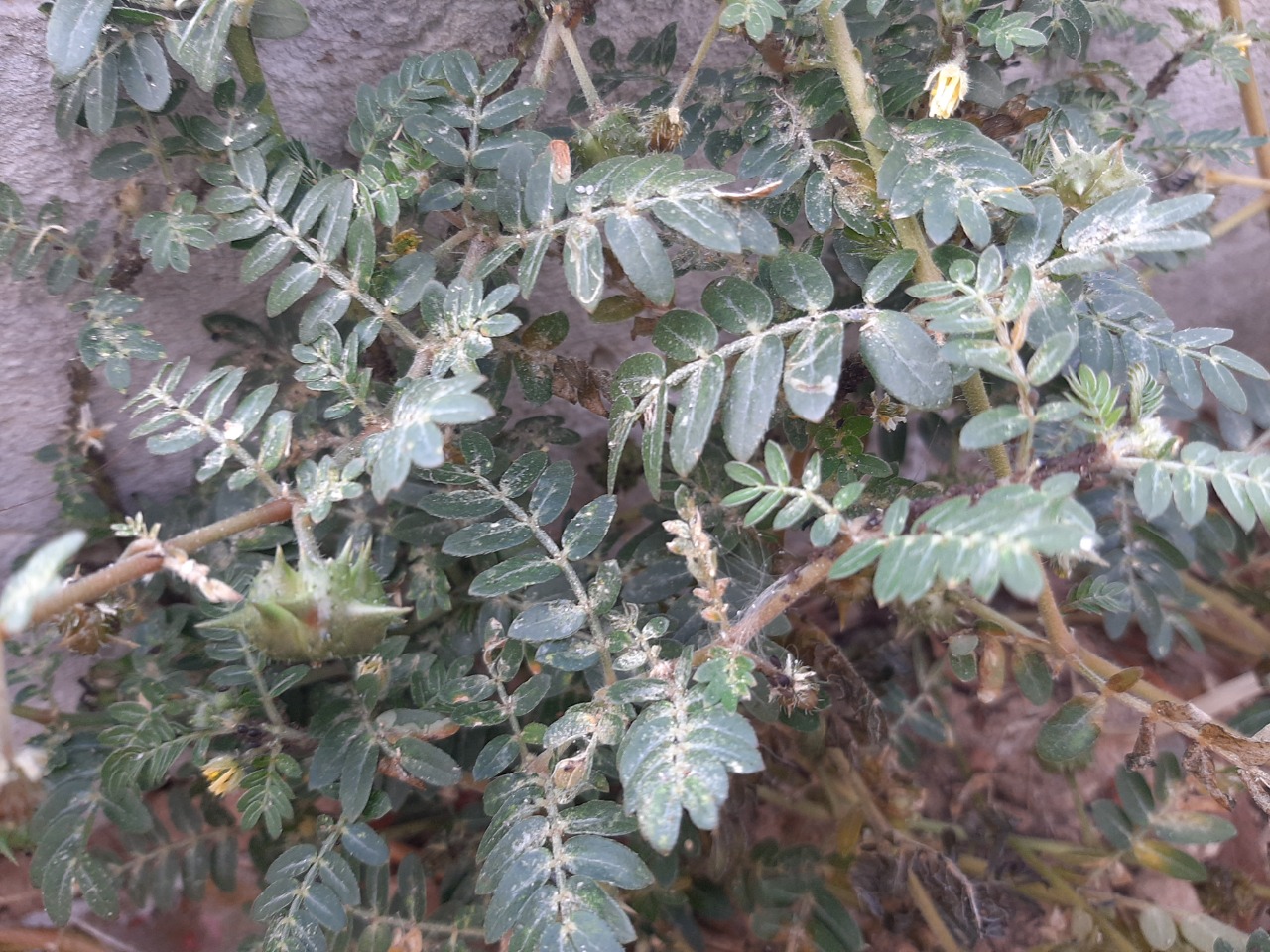 Tribulus terrestris