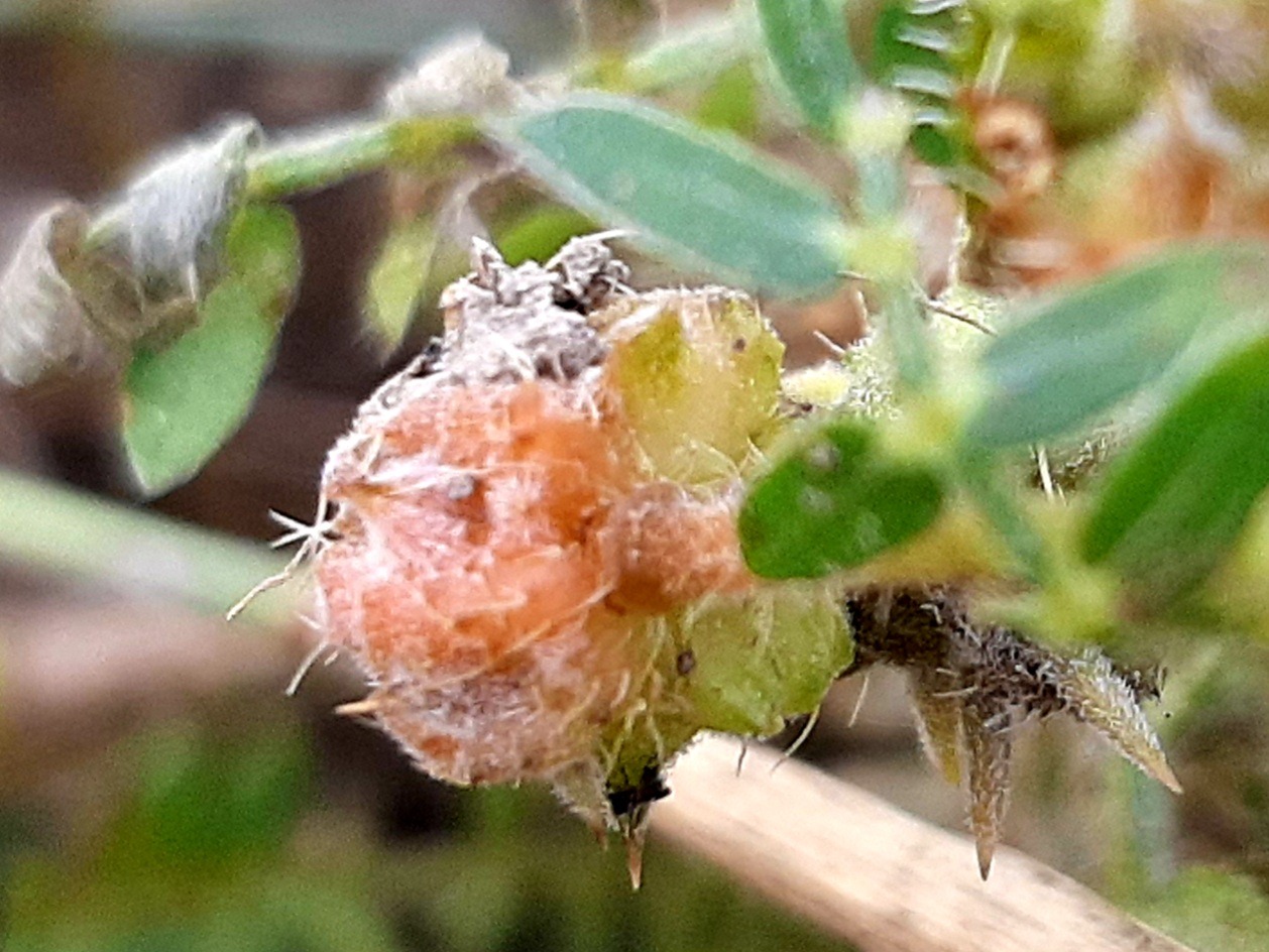 Tribulus terrestris