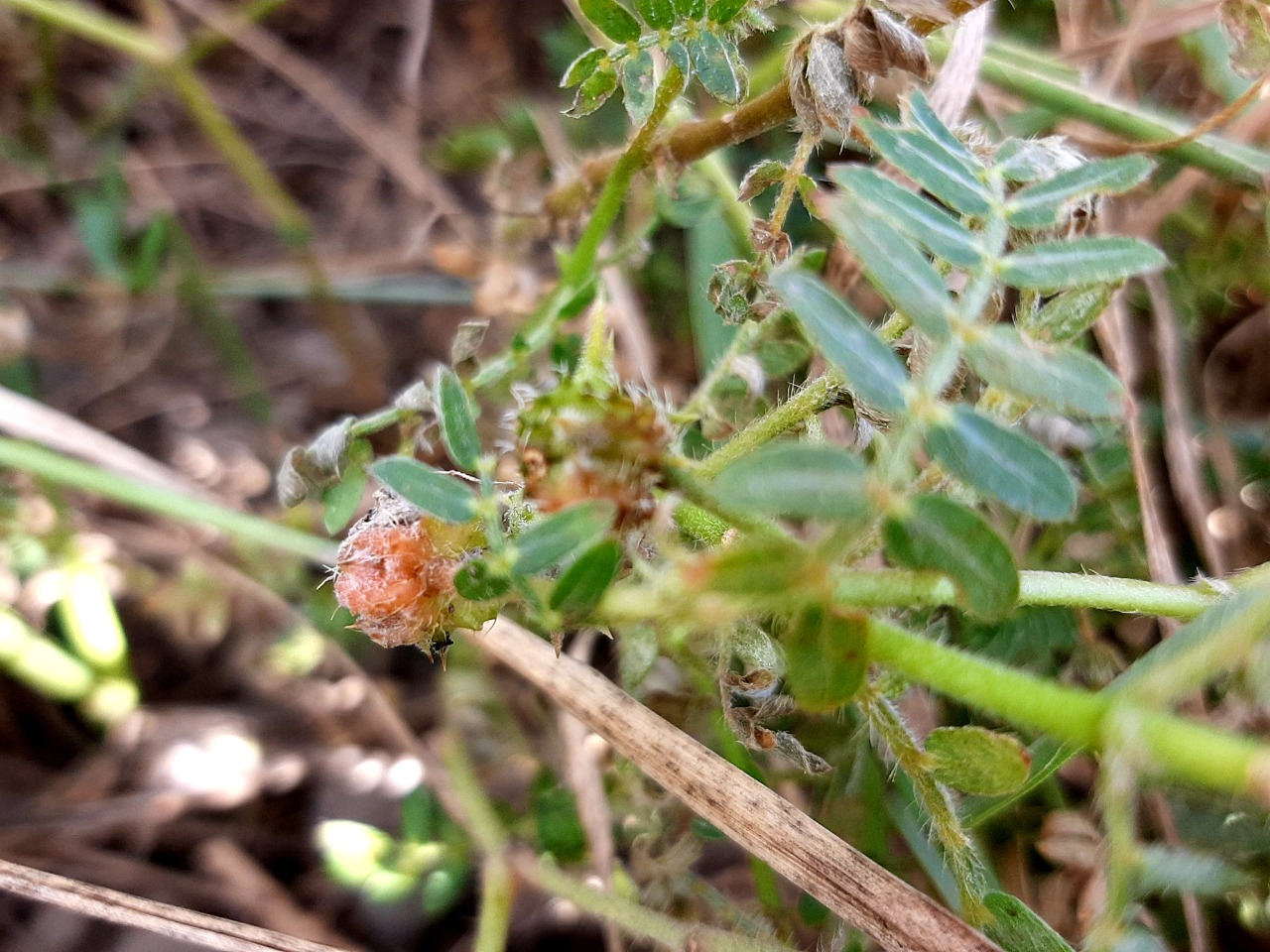 Tribulus terrestris