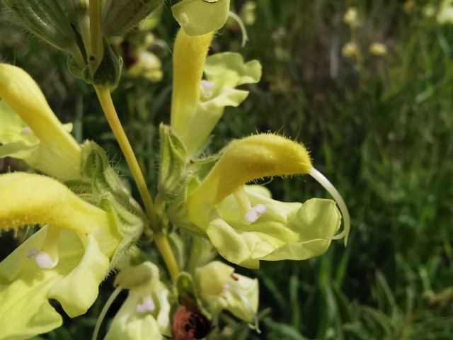 Salvia suffruticosa