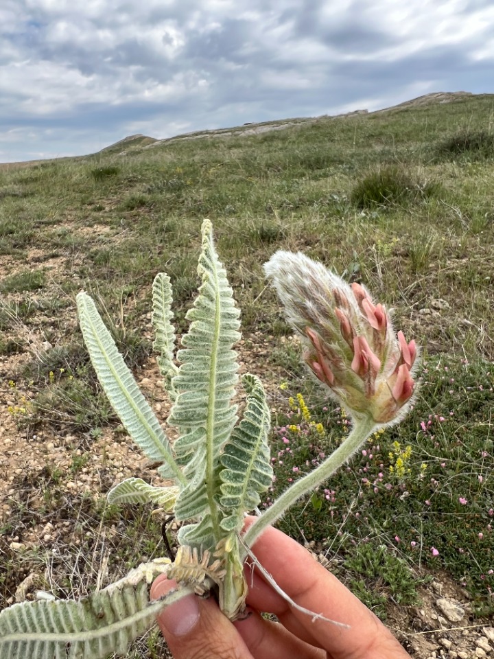 Astragalus oxytropifolius