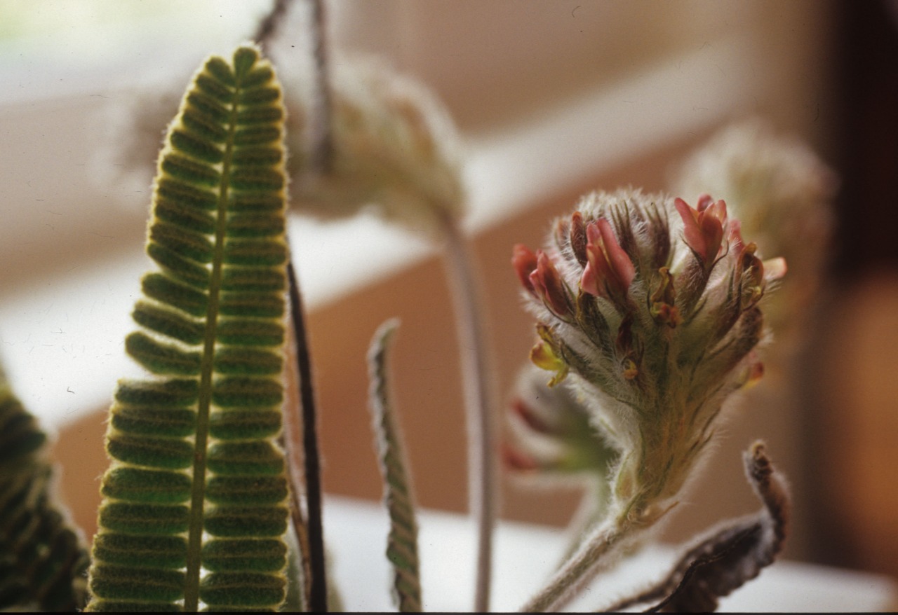 Astragalus oxytropifolius