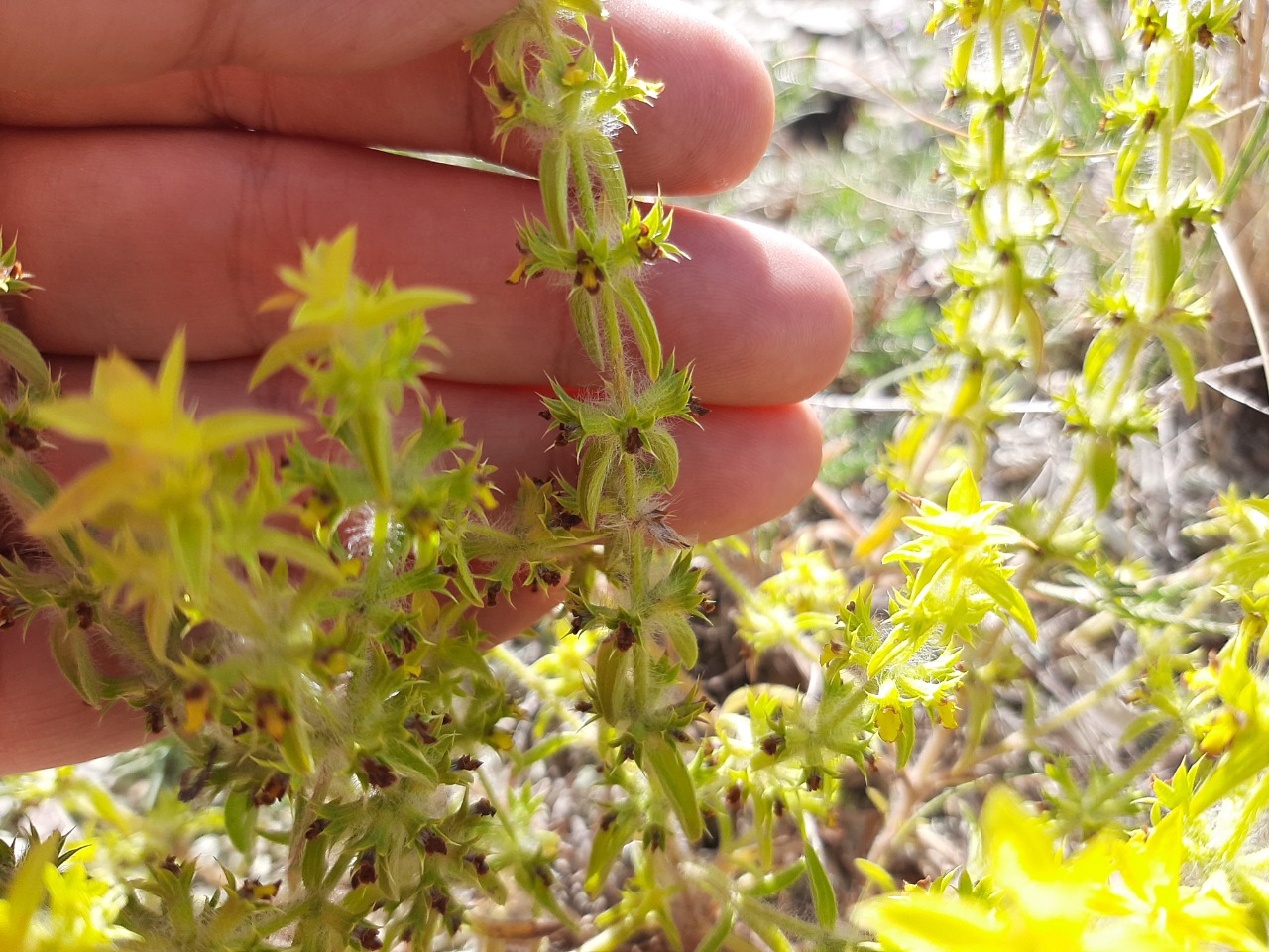 Sideritis montana