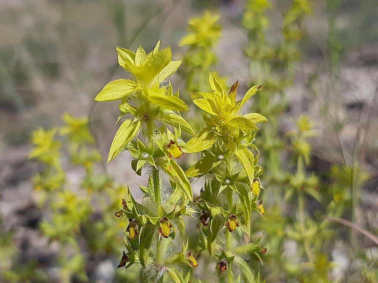Sideritis montana