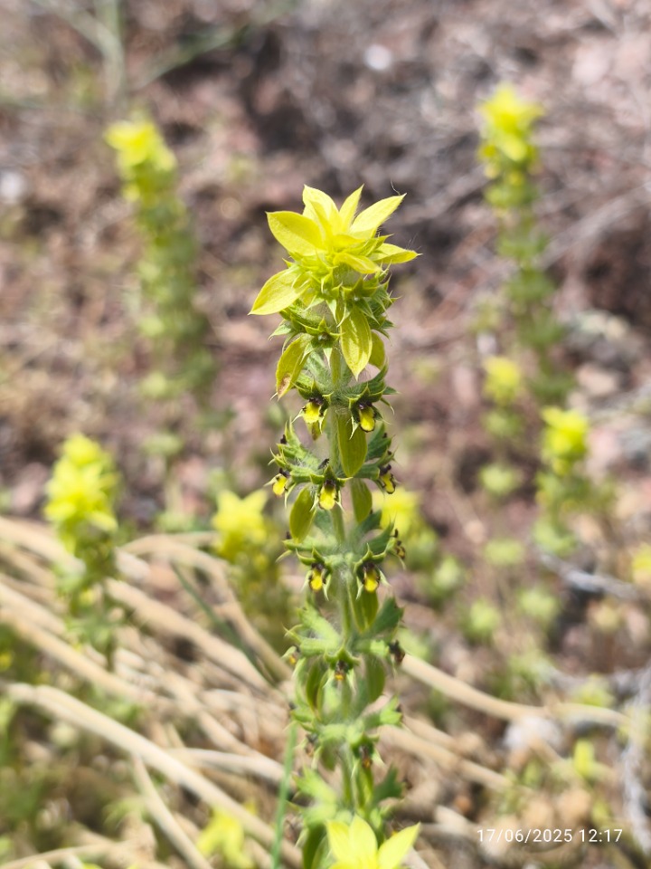 Sideritis montana