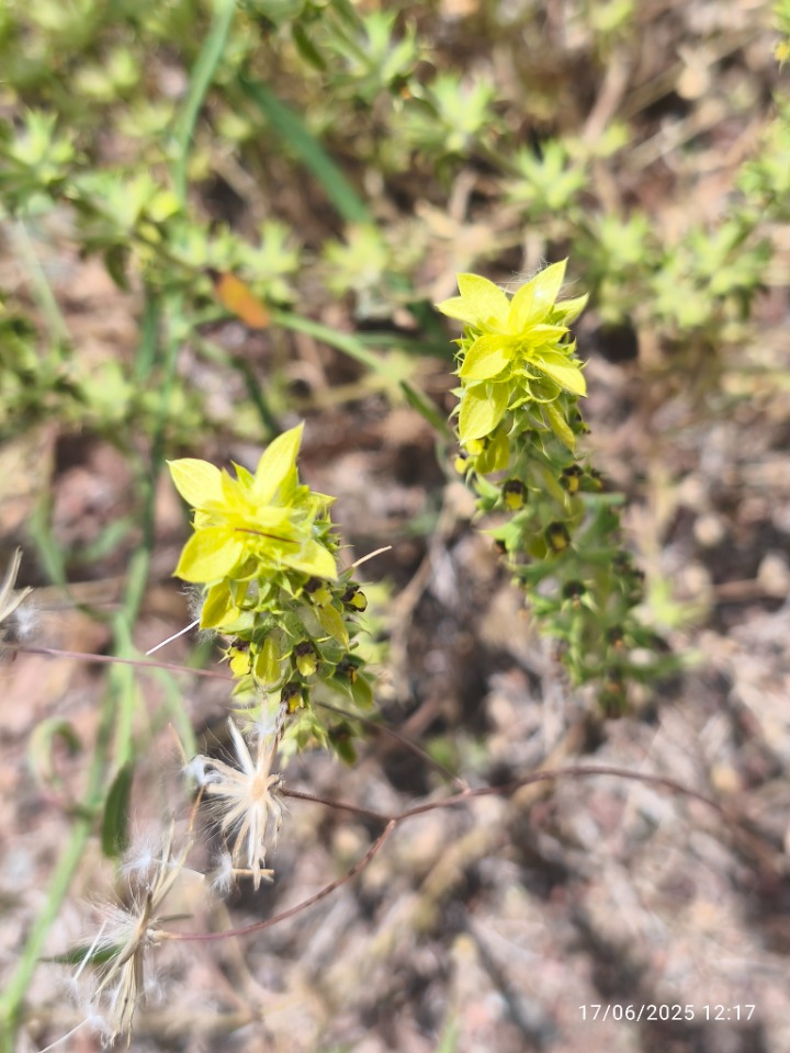 Sideritis montana