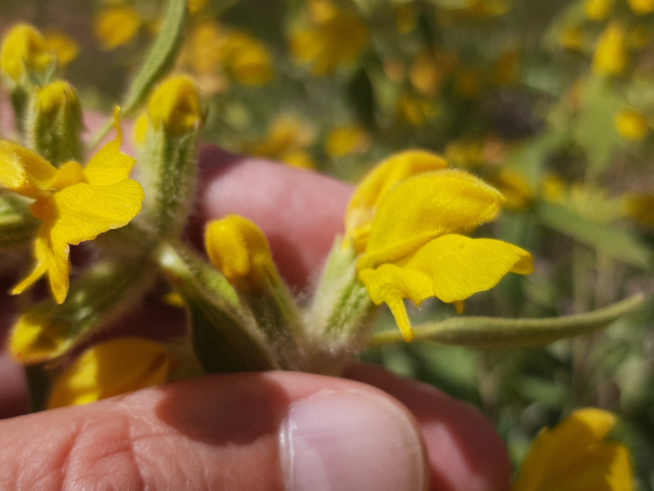 Phlomis armeniaca