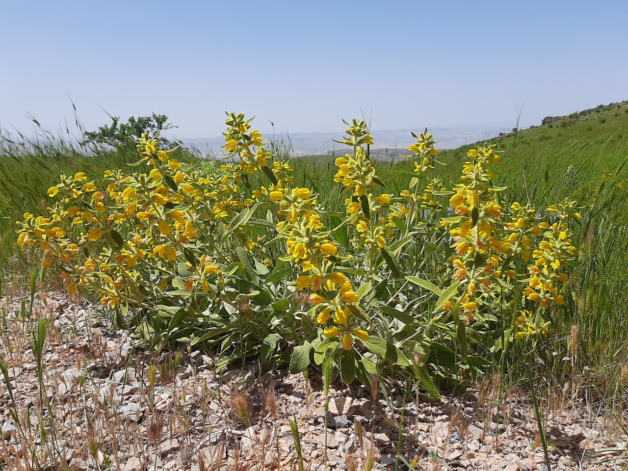 Phlomis armeniaca