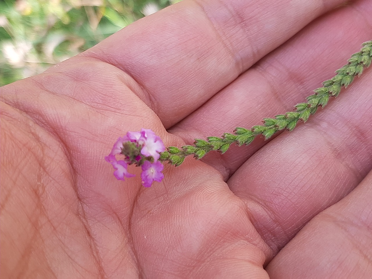 Verbena officinalis