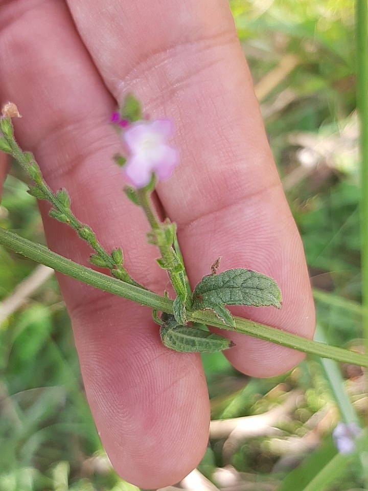 Verbena officinalis