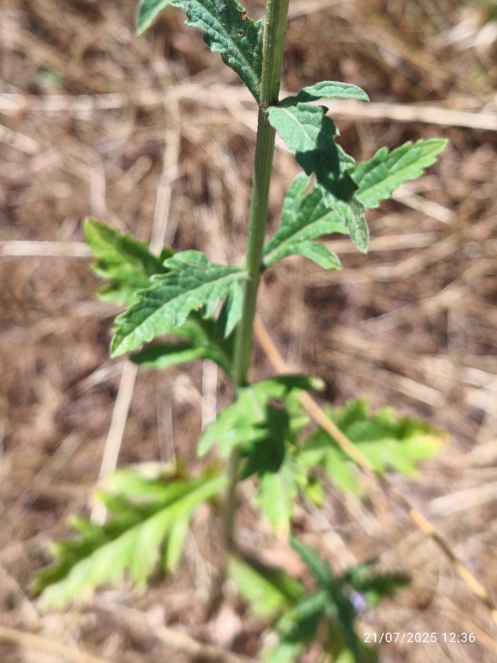 Verbena officinalis