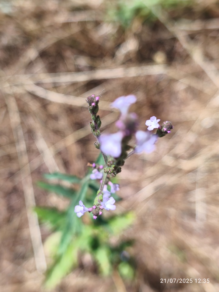 Verbena officinalis
