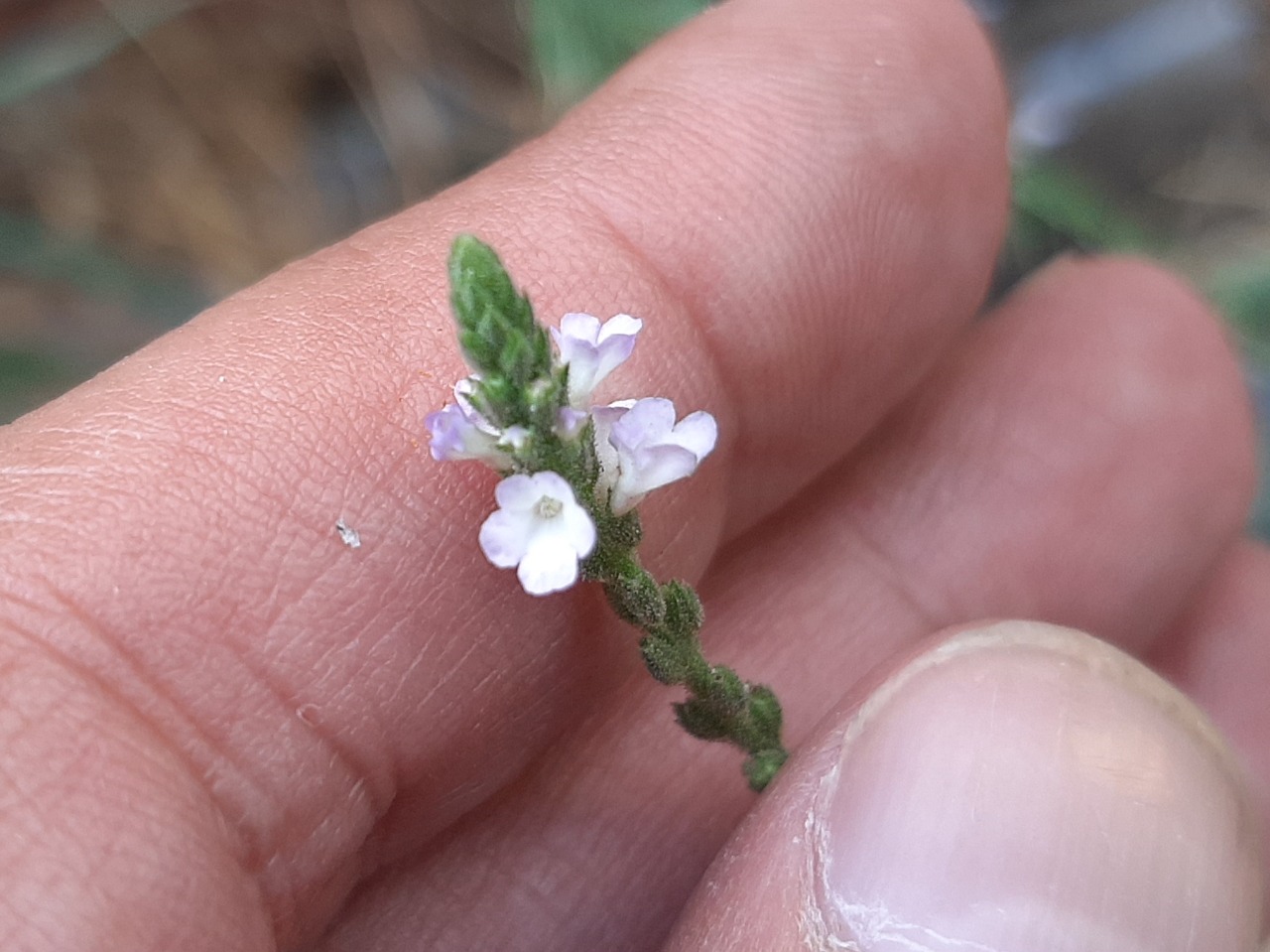 Verbena officinalis