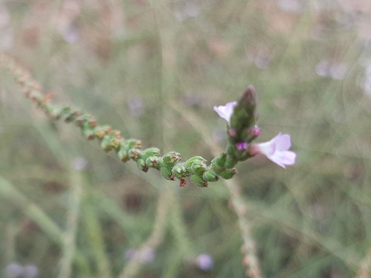 Verbena officinalis