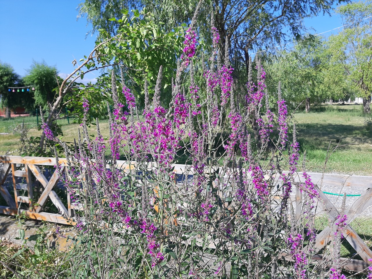 Lythrum salicaria