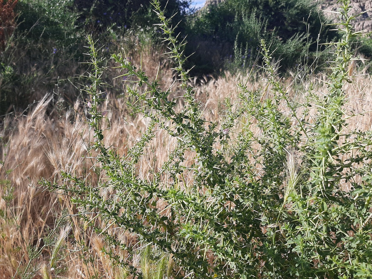 Ononis spinosa