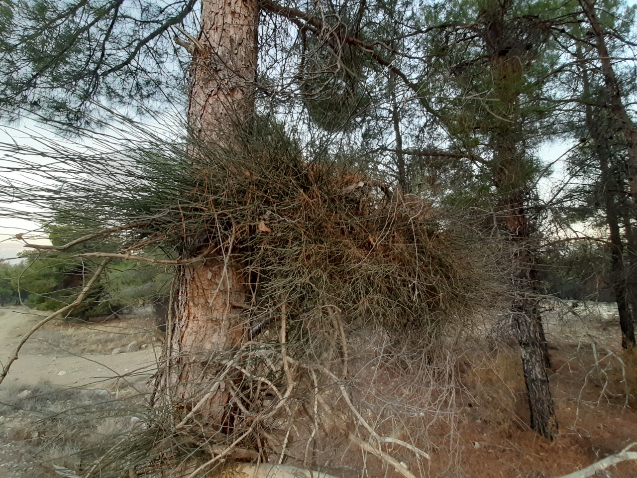 Ephedra foeminea