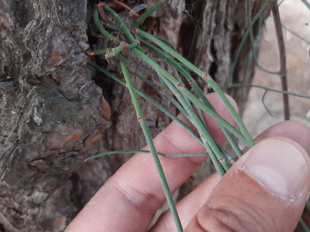 Ephedra foeminea