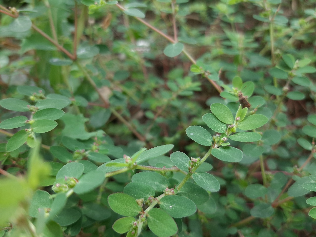 Euphorbia chamaesyce